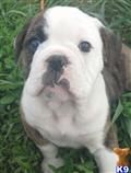 Old English Bulldog