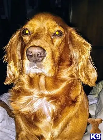 Golden Retriever female dog