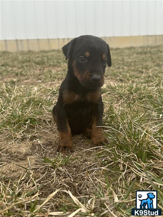 a small black doberman pinscher puppy