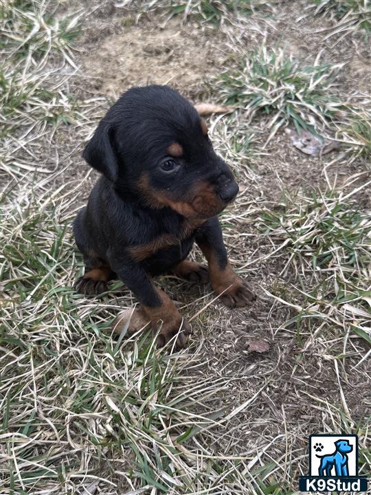a small black doberman pinscher dog