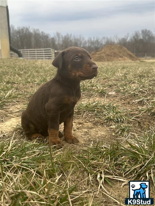 a doberman pinscher dog sitting in a field