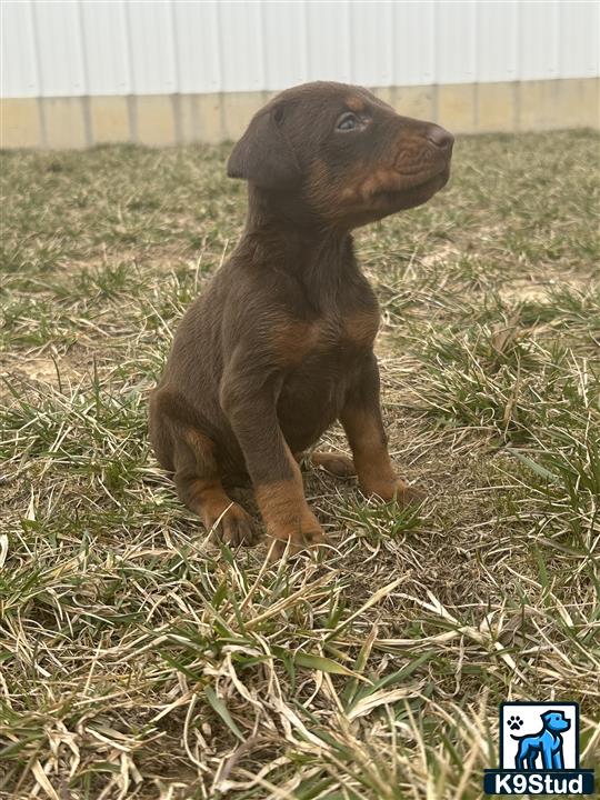 a doberman pinscher dog sitting in the grass