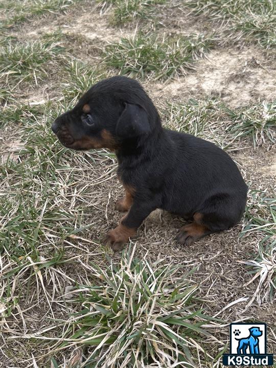 a small black doberman pinscher dog