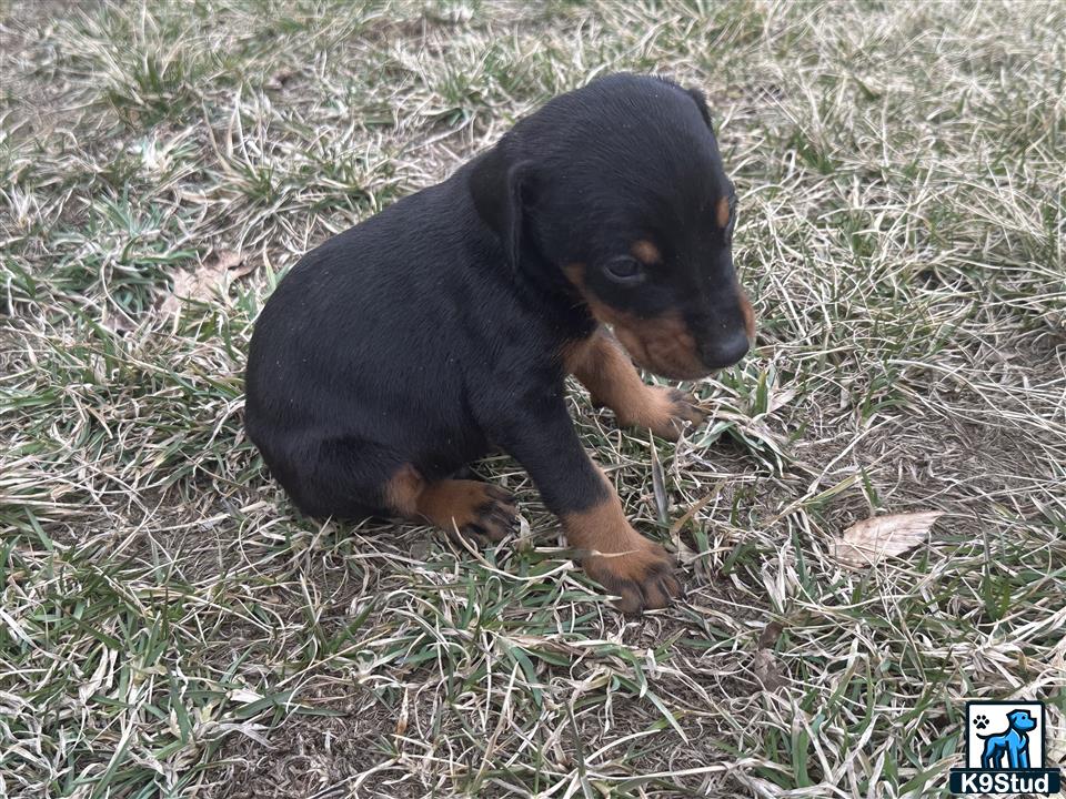 a doberman pinscher puppy lying in the grass