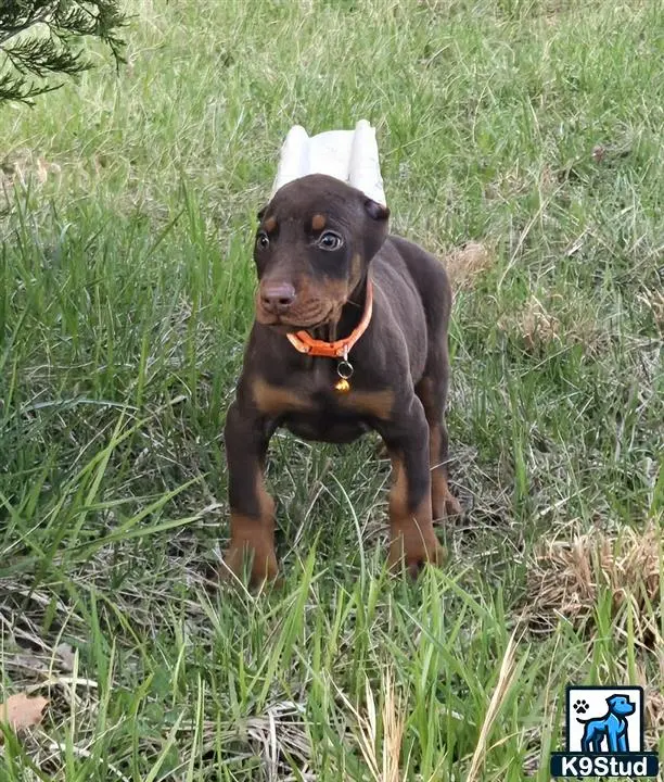 Doberman Pinscher