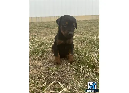 a small black doberman pinscher puppy