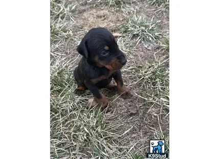 a small black doberman pinscher dog