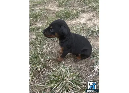 a small black doberman pinscher dog