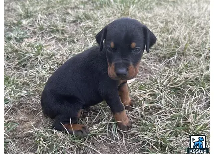 a doberman pinscher dog lying in the grass