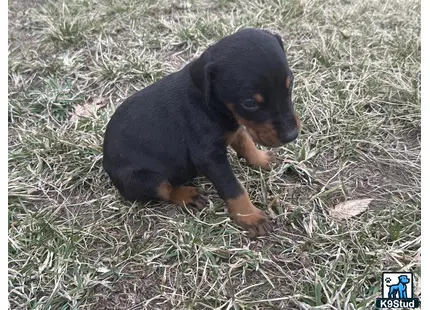 a doberman pinscher puppy lying in the grass