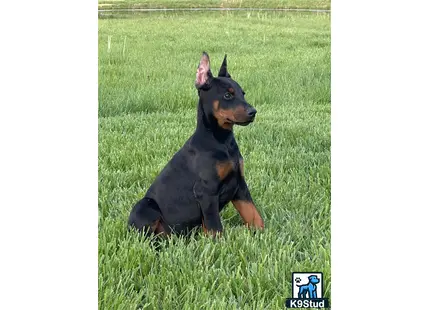 a doberman pinscher dog sitting in the grass