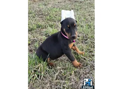 a doberman pinscher dog wearing a paper crown