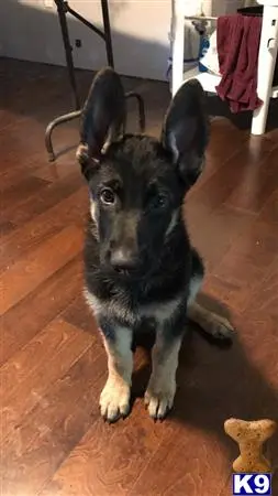 German Shepherd stud dog