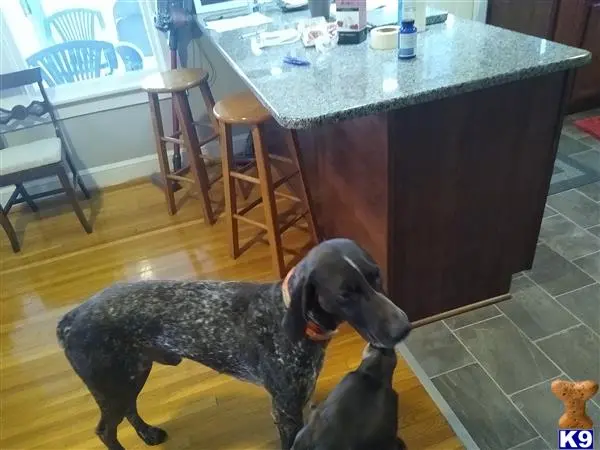 German Shorthaired Pointer stud dog