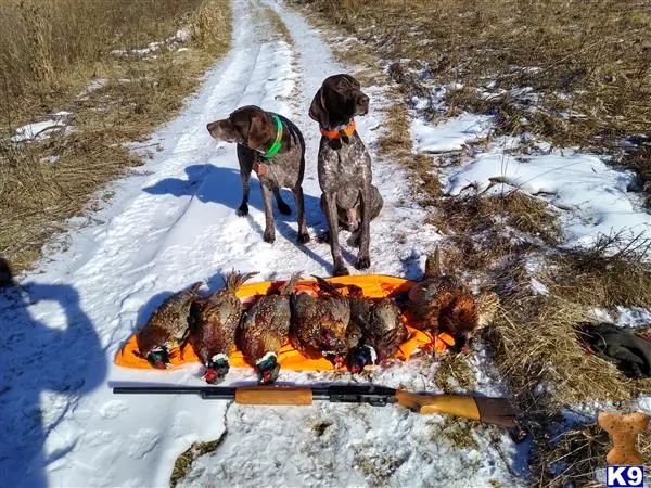 German Shorthaired Pointer stud dog