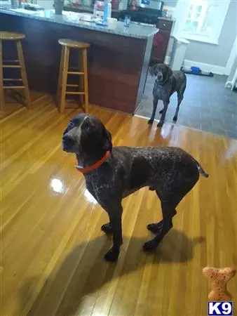 German Shorthaired Pointer stud dog