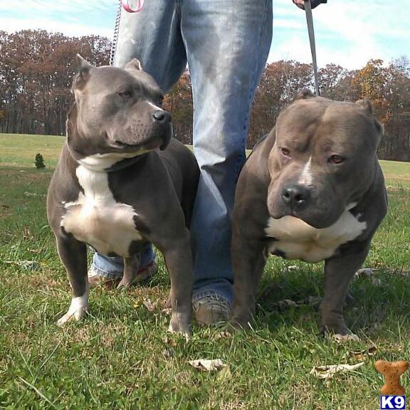 american pit bull puppy posted by jbssmoke