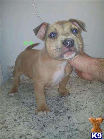 american pit bull puppy posted by jbssmoke