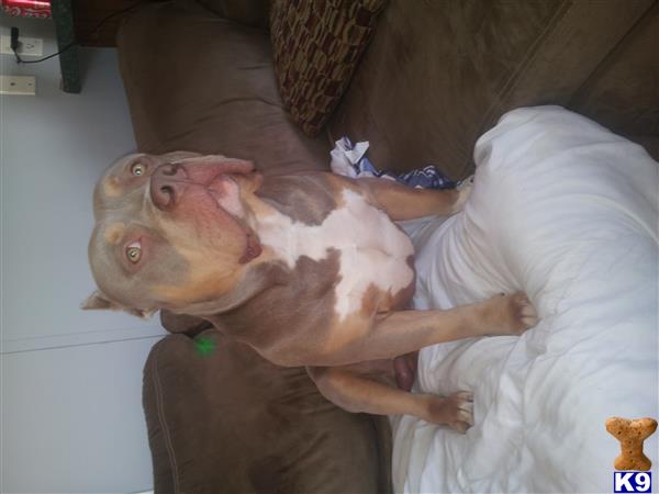 american pit bull puppy posted by jbssmoke