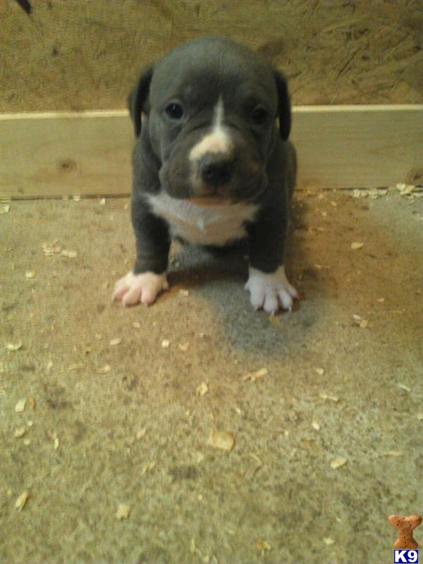american pit bull puppy posted by jbssmoke