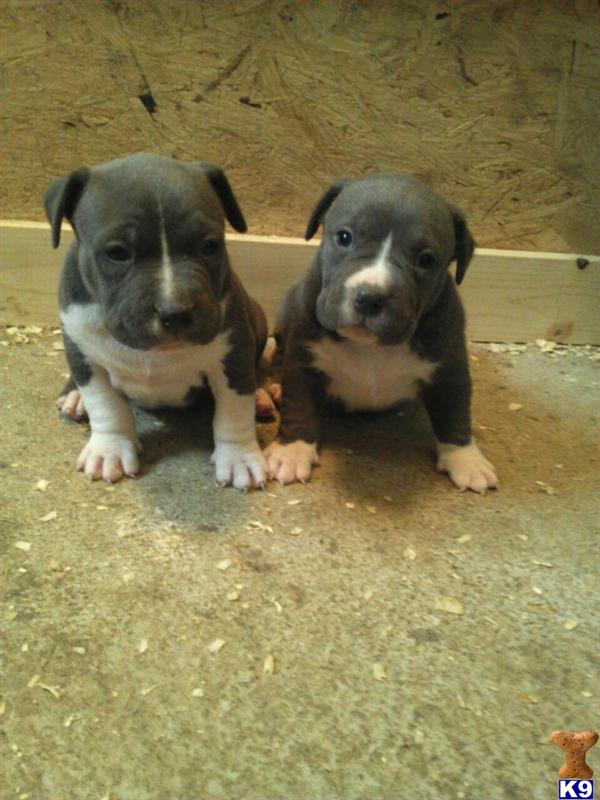 american pit bull puppy posted by jbssmoke