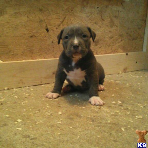 american pit bull puppy posted by jbssmoke