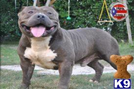 American Pit Bull stud dog