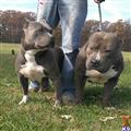 american pit bull puppy posted by jbssmoke