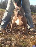 American Pit Bull