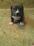 american pit bull puppy posted by jbssmoke