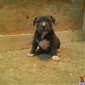 american pit bull puppy posted by jbssmoke
