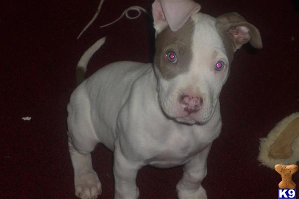 american pit bull puppy posted by jbstacks