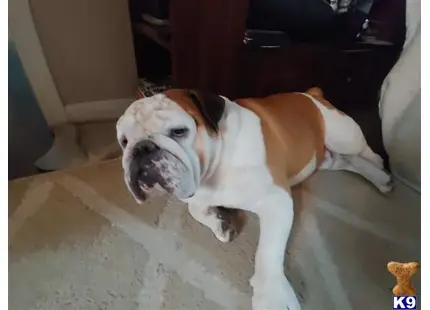 English Bulldog