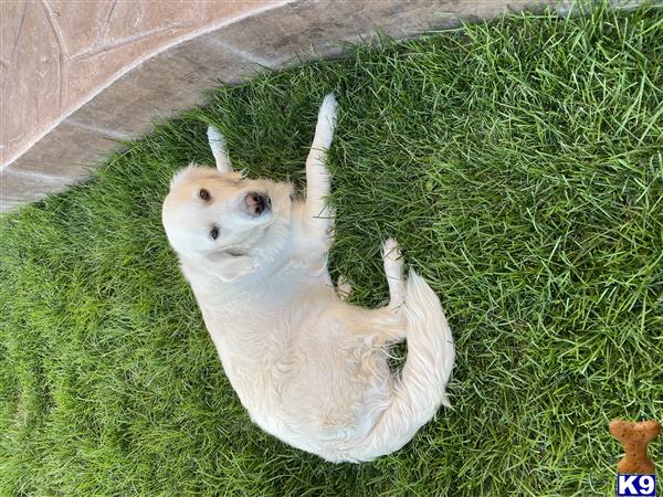 Golden Retriever female dog