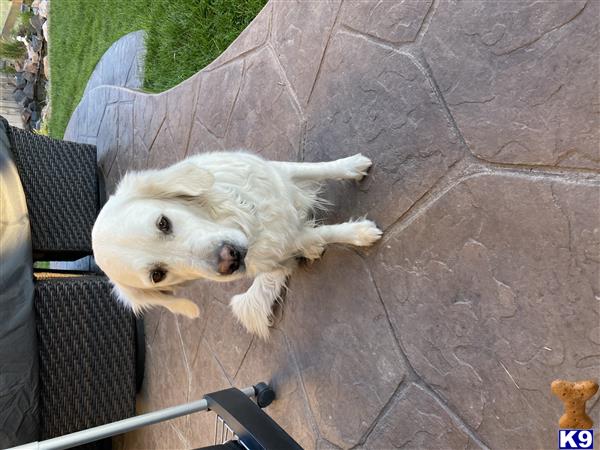 Golden Retriever female dog