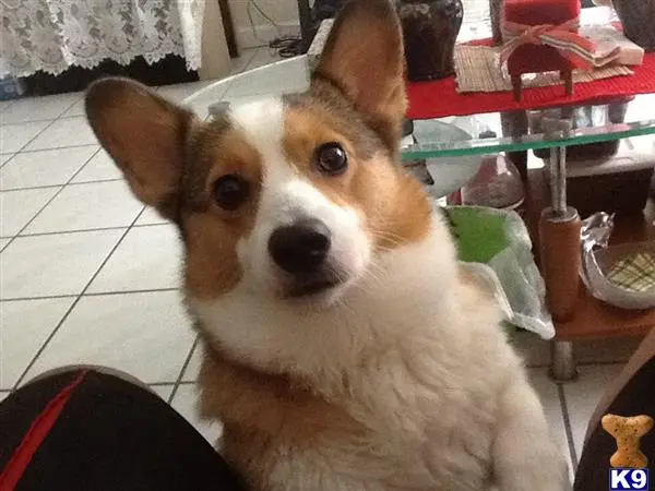 Pembroke Welsh Corgi female dog