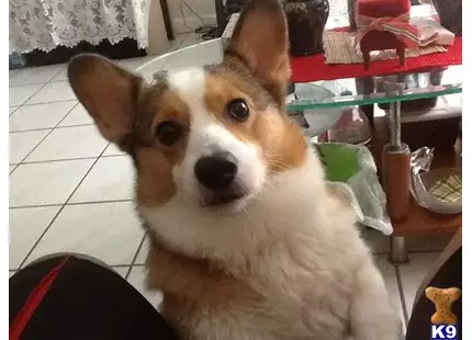 Pembroke Welsh Corgi