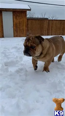 English Bulldog stud dog