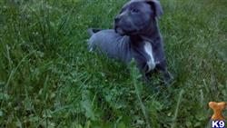 american pit bull puppy posted by jcd1989