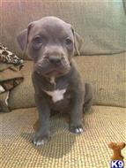 american pit bull puppy posted by jcd1989