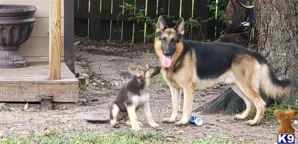 German Shepherd puppy for sale