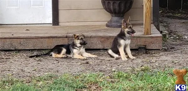 German Shepherd puppy for sale