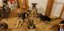 german shepherd puppy posted by jchica