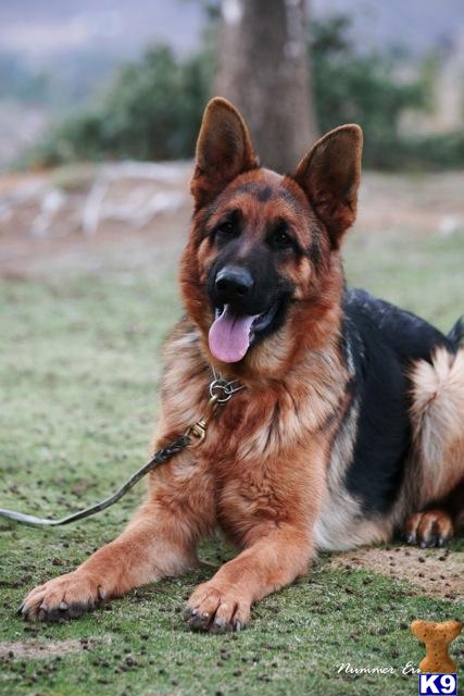 German Shepherd dog