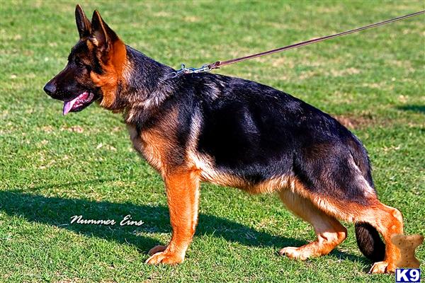 German Shepherd