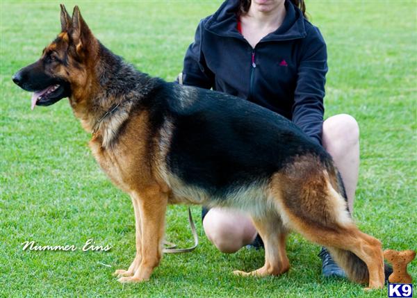 German Shepherd dog