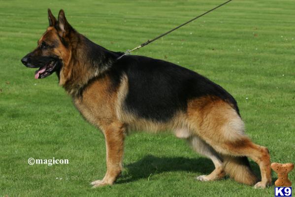 German Shepherd dog