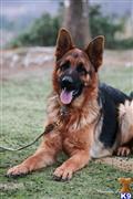 German Shepherd