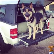 Lambeau available German Shepherd puppy located in RUSSELLVILLE