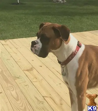 Boxer stud dog